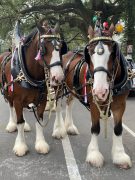 Clydedales ready for their closeup / 2022