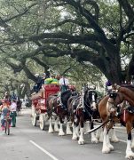 Clydesdales on Napoleon Avenue 2022
